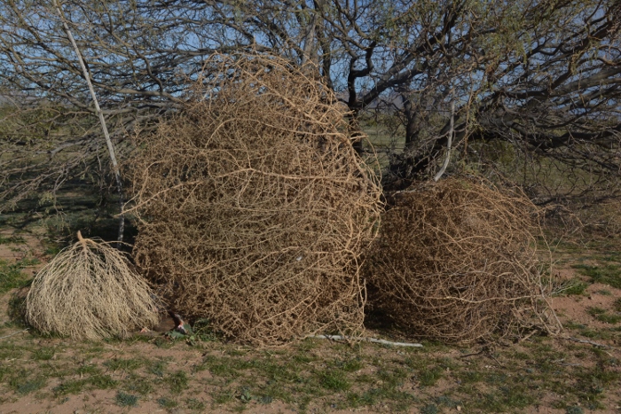 tumbledweed of various shapes, sizes and colors lines a fence